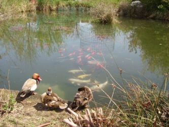 aree umide biodiversità