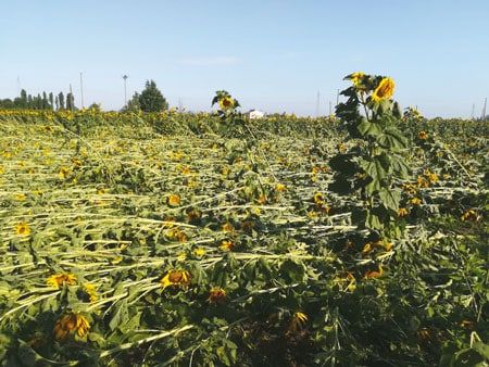 girasoli